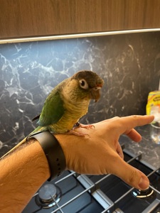 Ручна пірура. Викормиш. 8 місяців