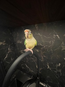 Ручна пірура. Викормиш. 8 місяців