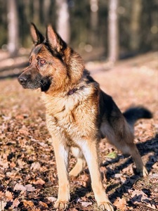 Розумний та добрий Арчі мріє про нову родину!