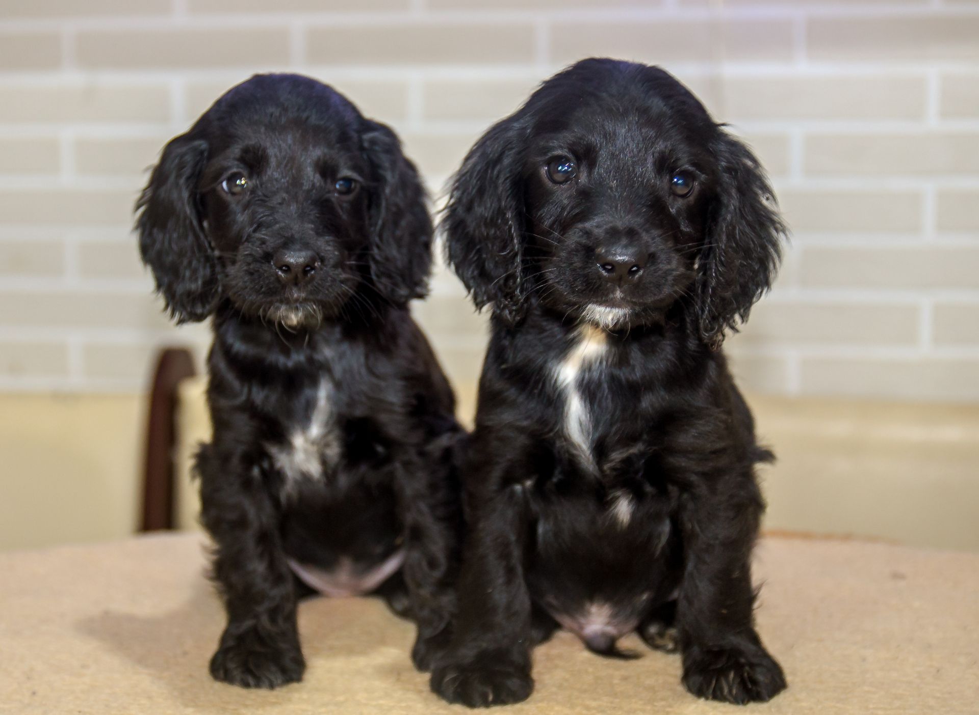 Цуценята спаніеля