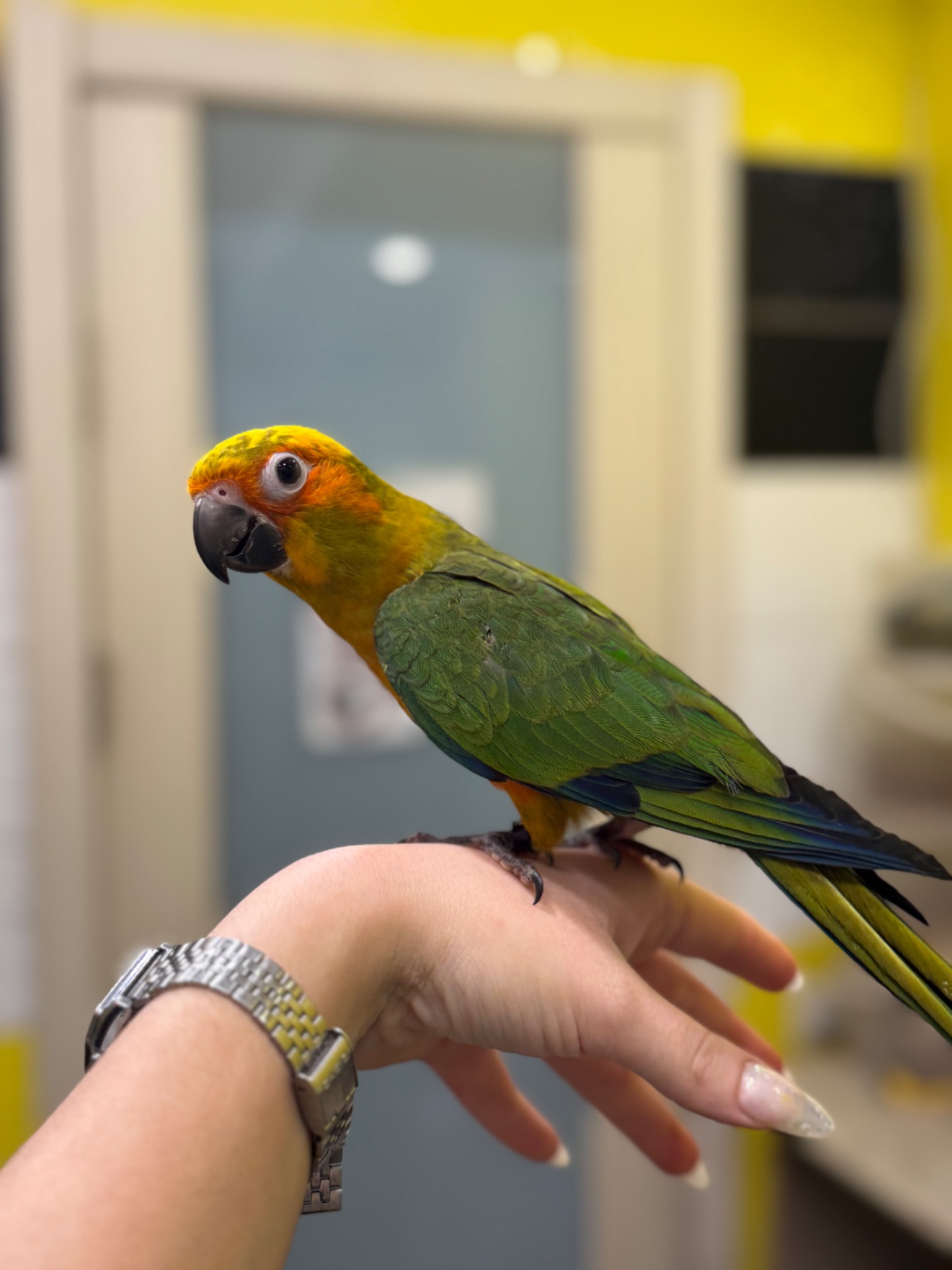 Сонячний аратинга-надяскравий папуга