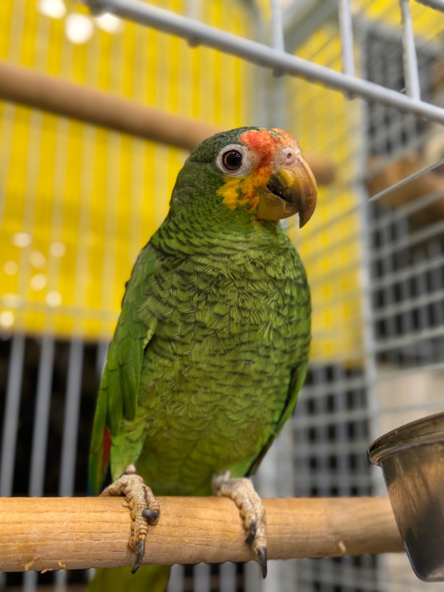 Синьолобий Амазон-впевнений трюкач Амазон