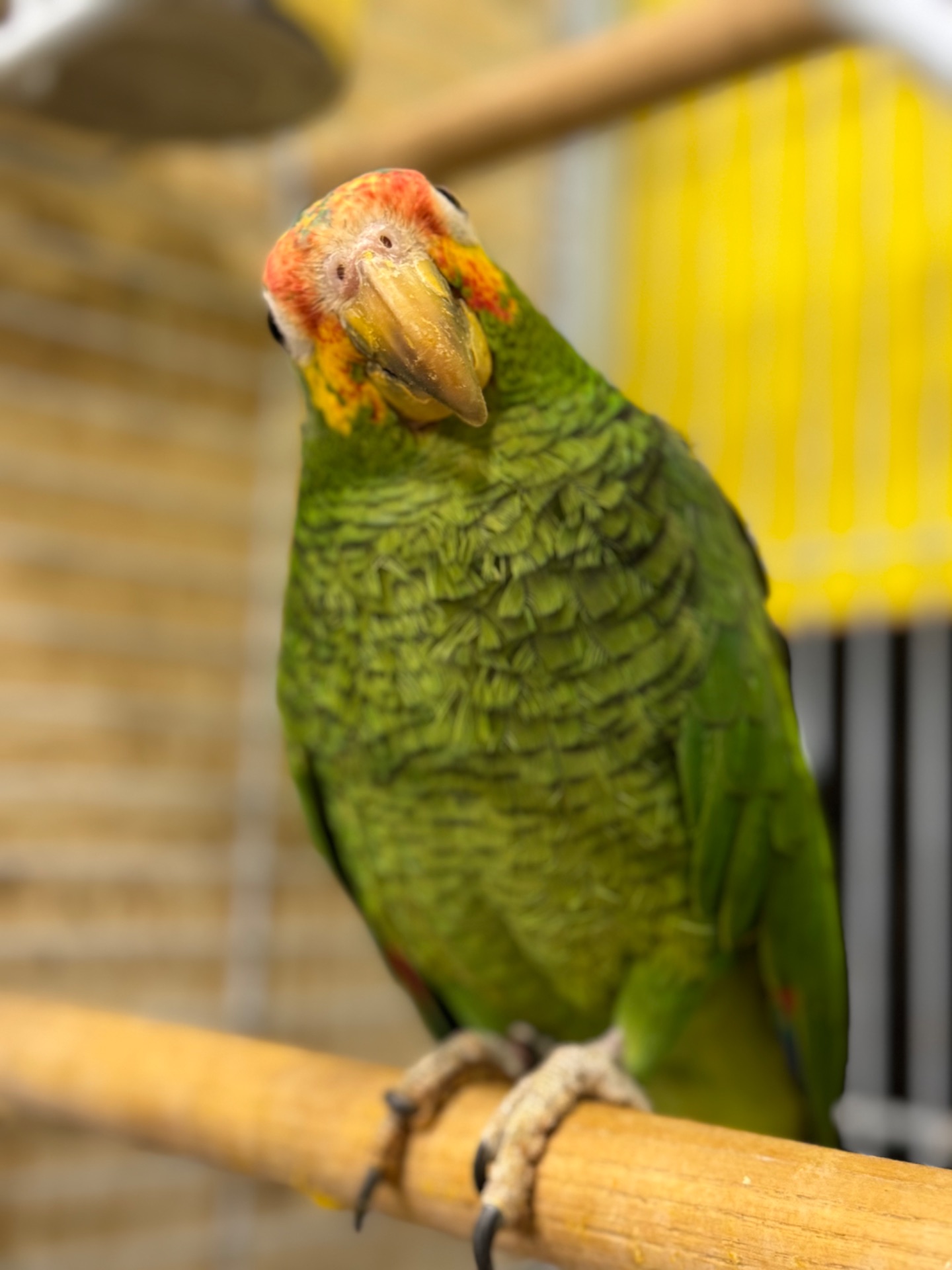 Синьолобий Амазон-впевнений трюкач Амазон