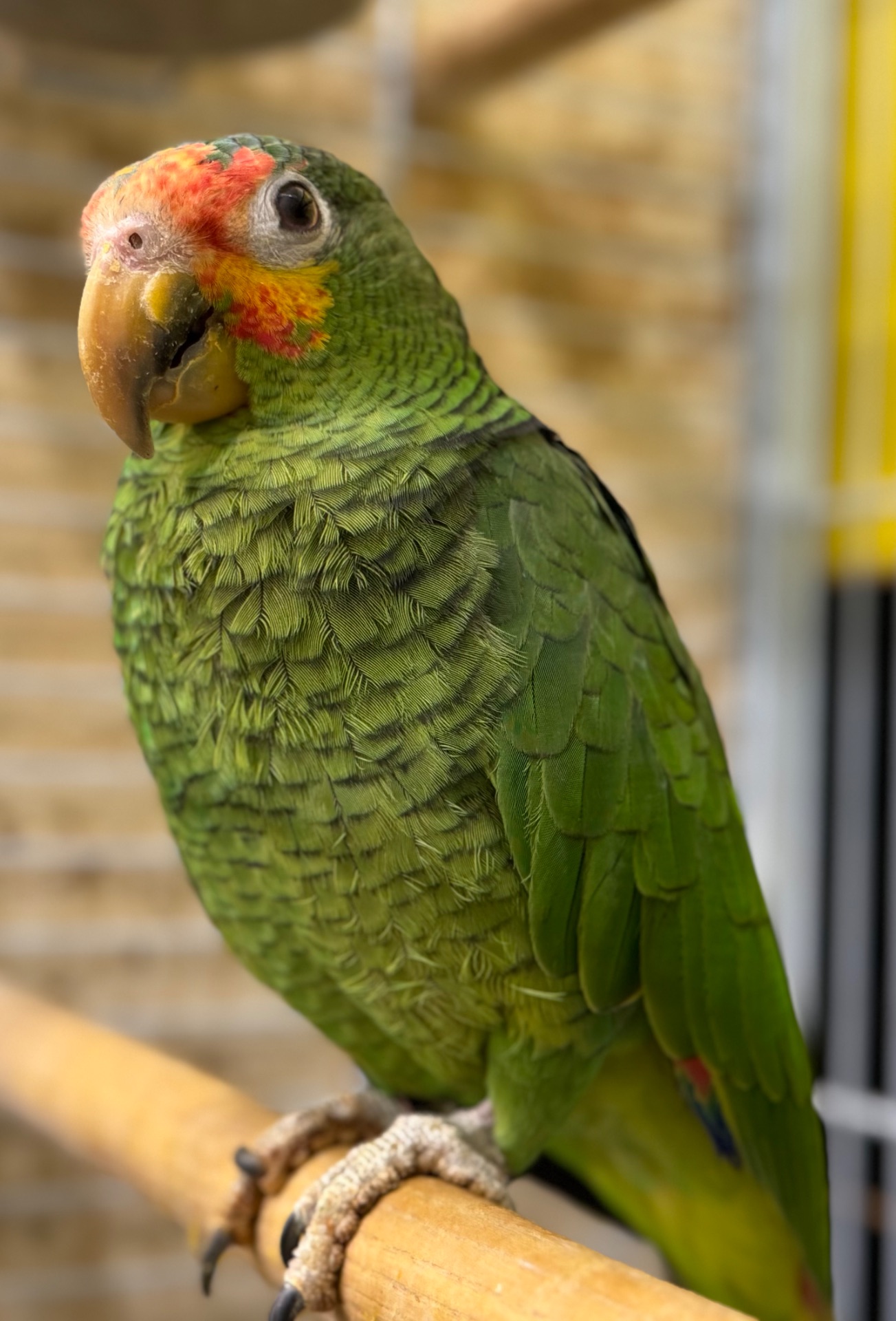 Синьолобий Амазон-впевнений трюкач Амазон