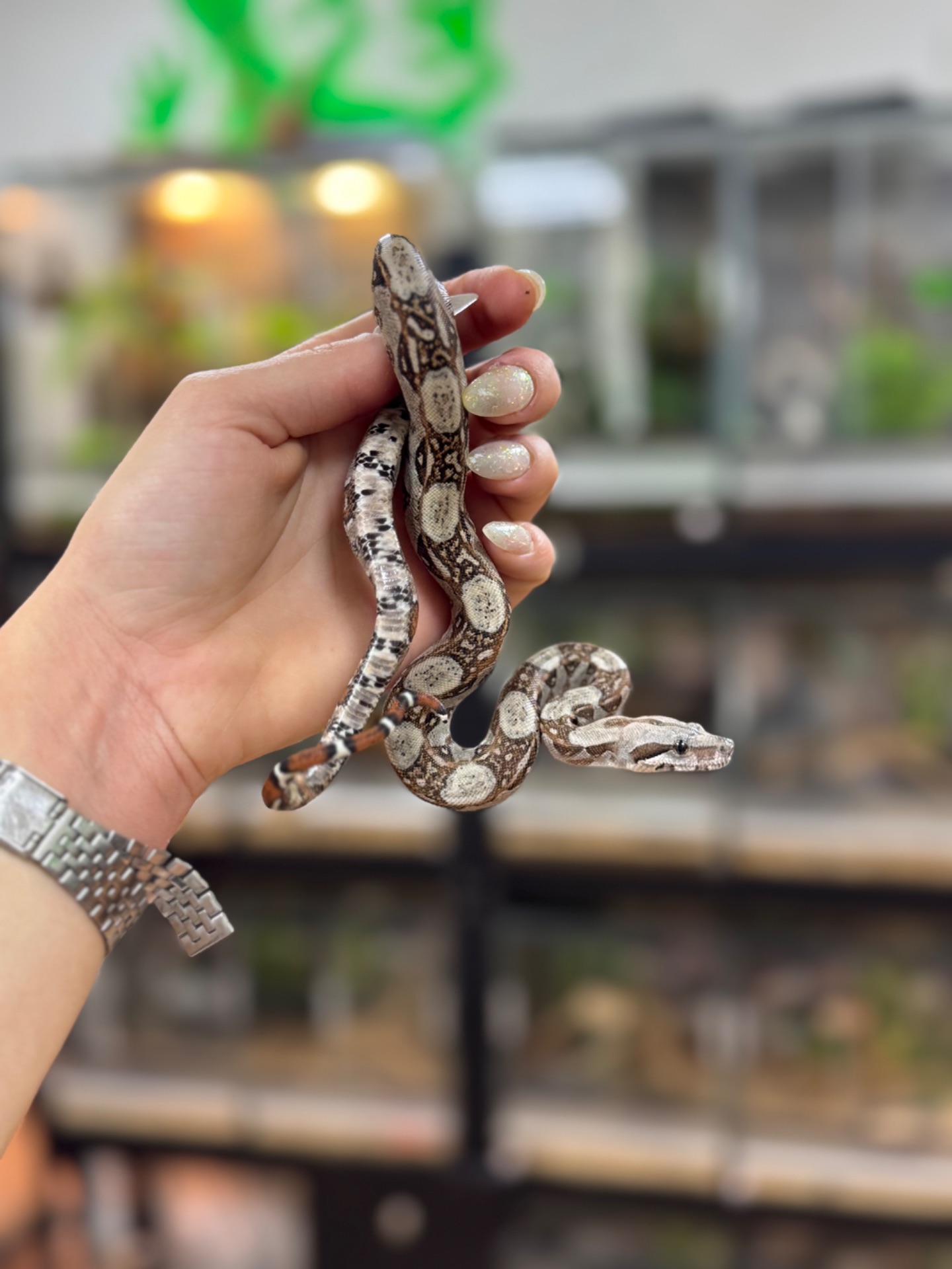 Карликовий імператорський удав- Boa Constrictor Imperator