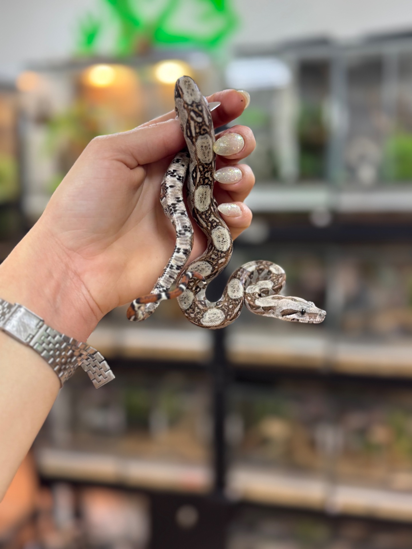 Карликовий імператорський удав- Boa Constrictor Imperator