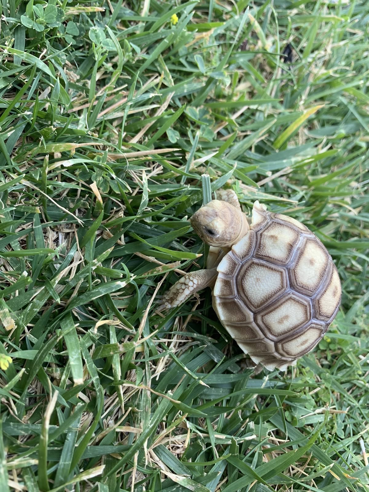 Маленька середньоазійська черепаха-повільний граціозний друг