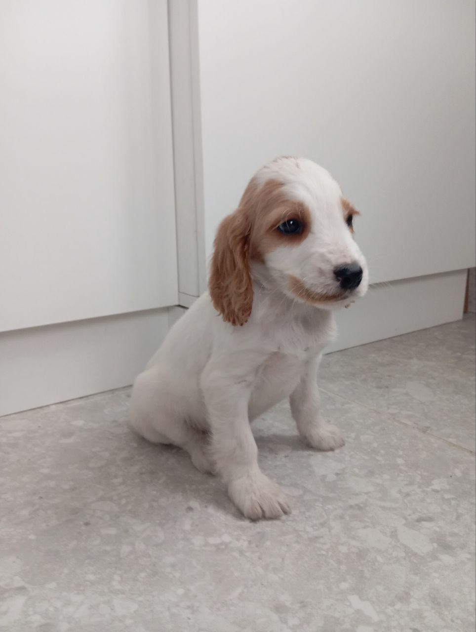 Цуценята спаніеля