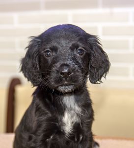 Цуценята спаніеля