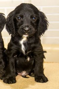 Цуценята спаніеля