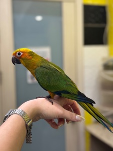 Сонячний аратинга-надяскравий папуга