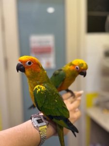 Сонячний аратинга-надяскравий папуга