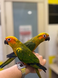 Сонячний аратинга-надяскравий папуга