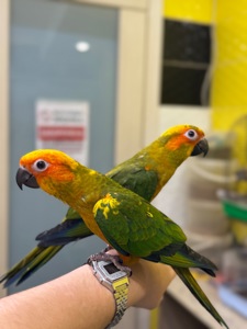 Сонячний аратинга-надяскравий папуга