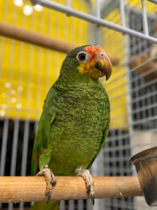 Синьолобий Амазон-впевнений трюкач Амазон