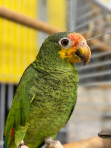 Синьолобий Амазон-впевнений трюкач Амазон