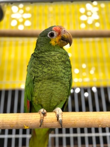 Синьолобий Амазон-впевнений трюкач Амазон