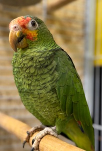 Синьолобий Амазон-впевнений трюкач Амазон