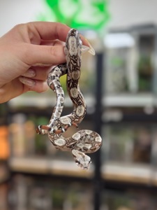 Карликовий імператорський удав- Boa Constrictor Imperator