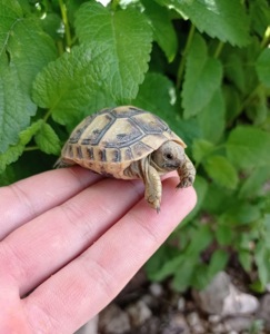 Маленька середньоазійська черепаха-повільний граціозний друг