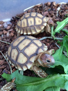 Маленька середньоазійська черепаха-повільний граціозний друг