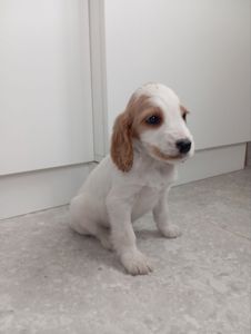 Цуценята спаніеля