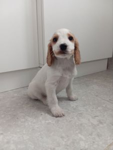 Цуценята спаніеля