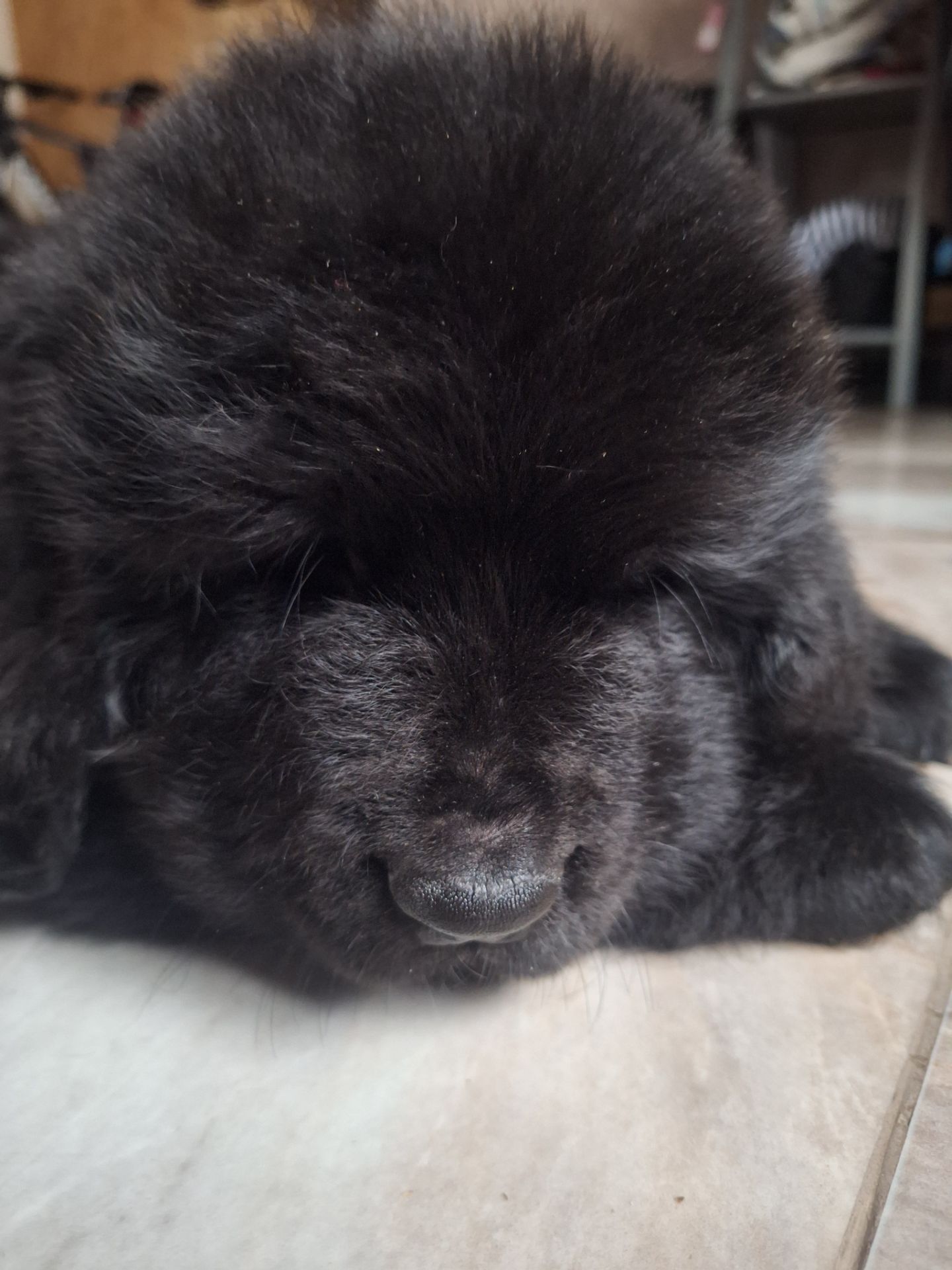 Ньюфаундленд цуценята КСУ -FCI