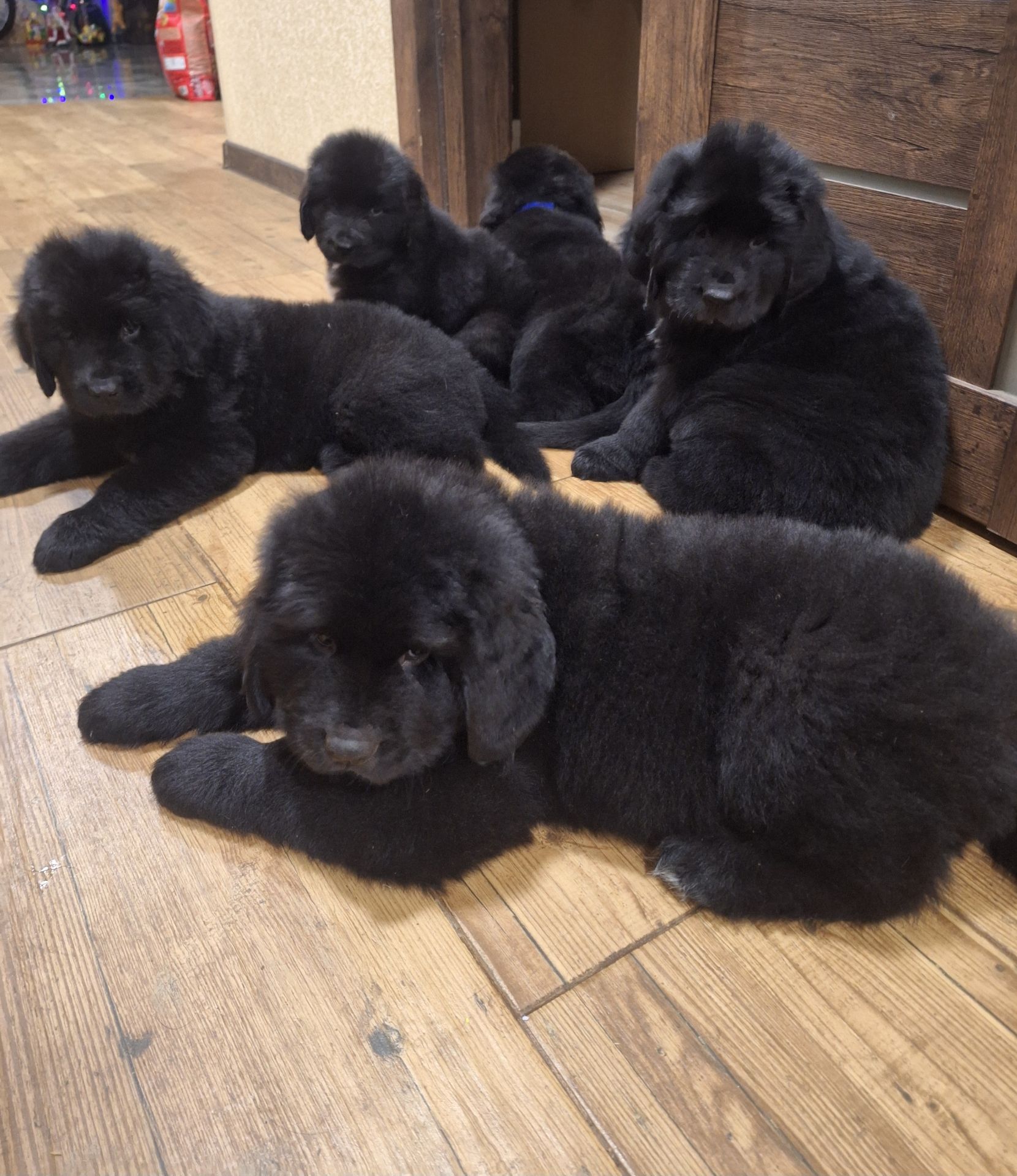 Ньюфаундленд цуценята КСУ -FCI