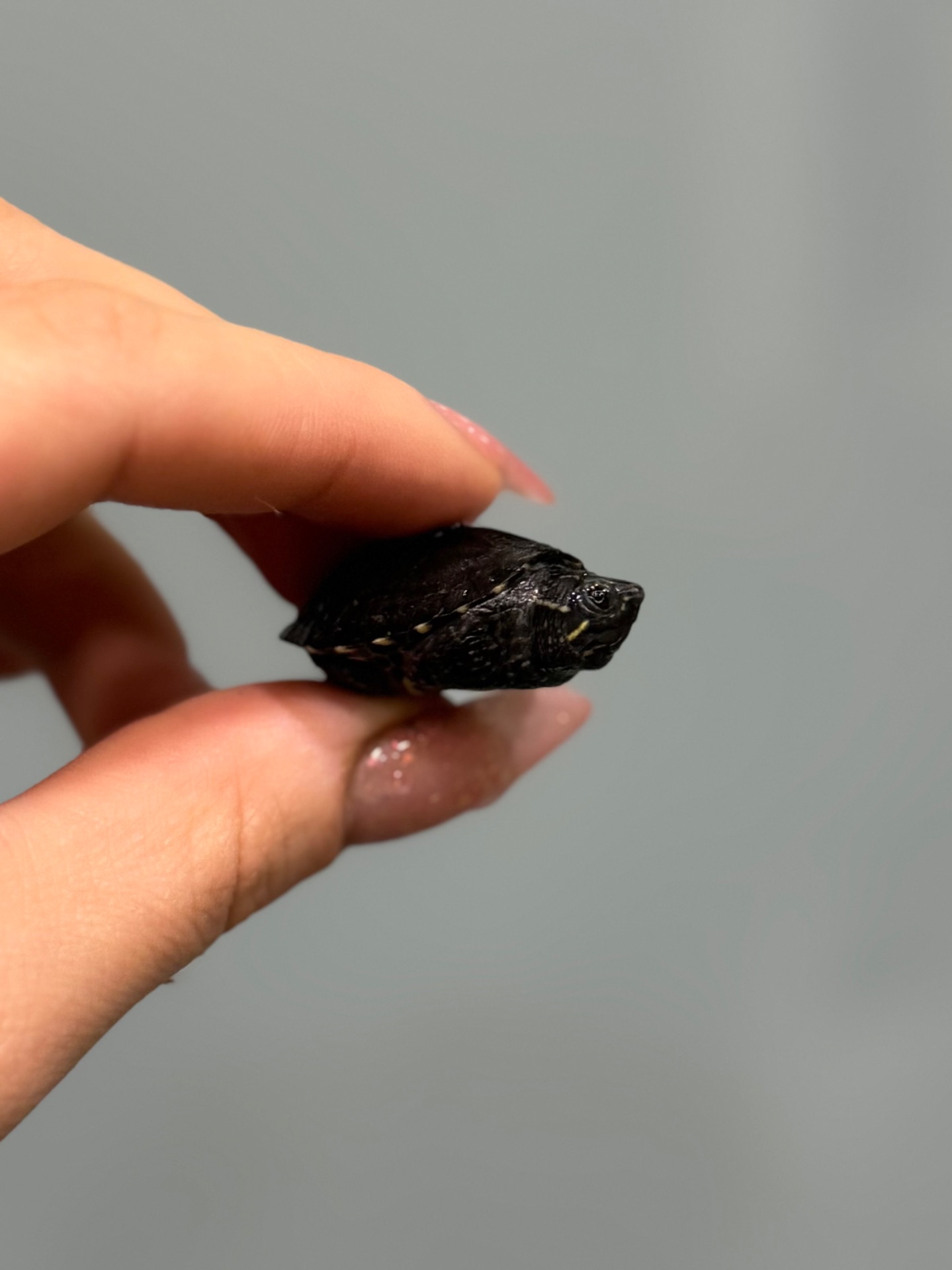 Найменша черепаха в світі-мускусна черепаха