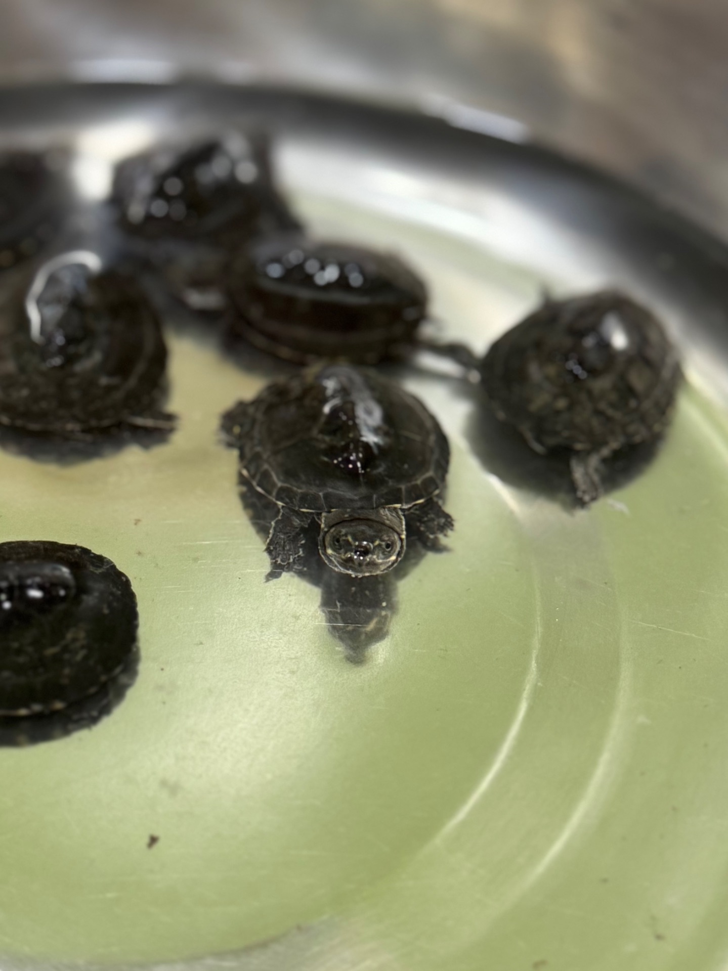 Найменша черепаха в світі-мускусна черепаха