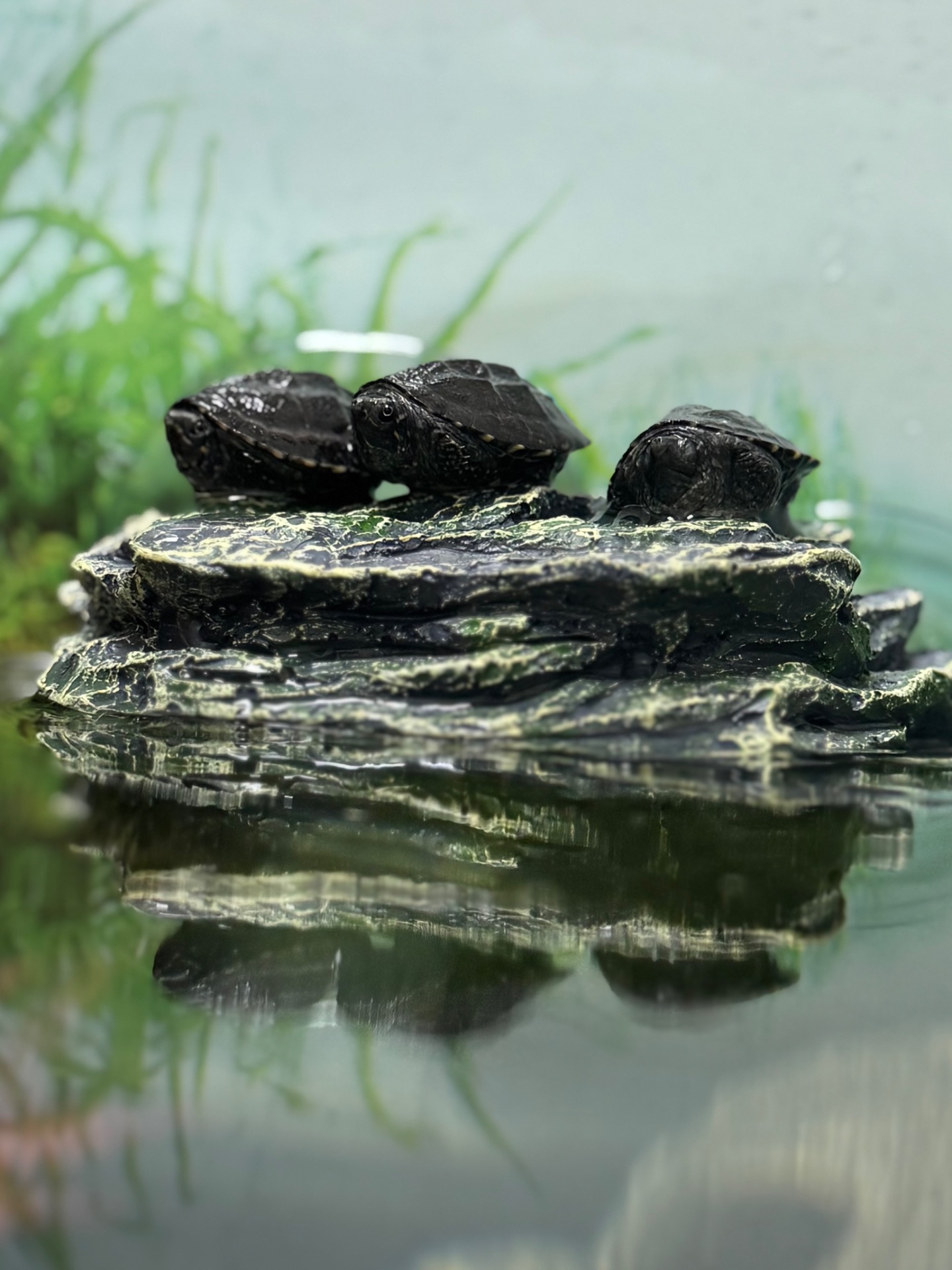 Найменша черепаха в світі-мускусна черепаха