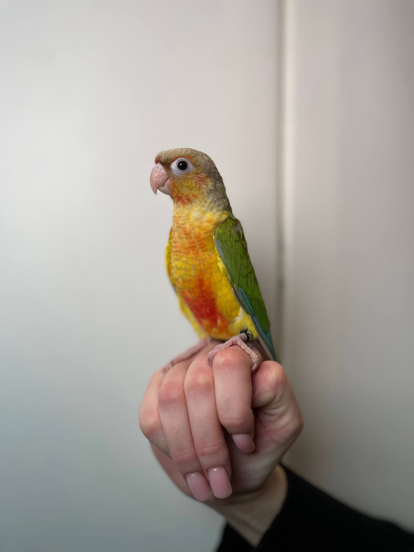 Ручні малюки пірура, пірури різних забарвлень, окільцьовані малюки