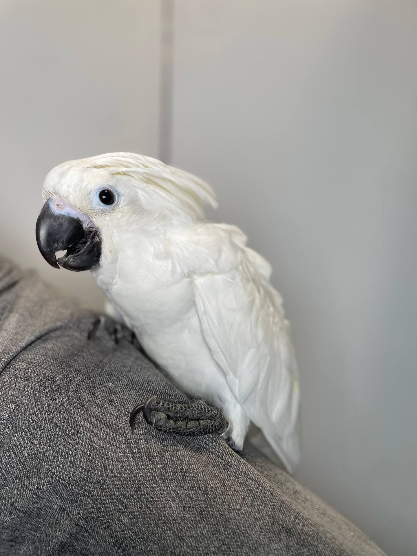 Какаду альба, білий какаду, ручний викормиш какаду, папуга з документами та кільцем