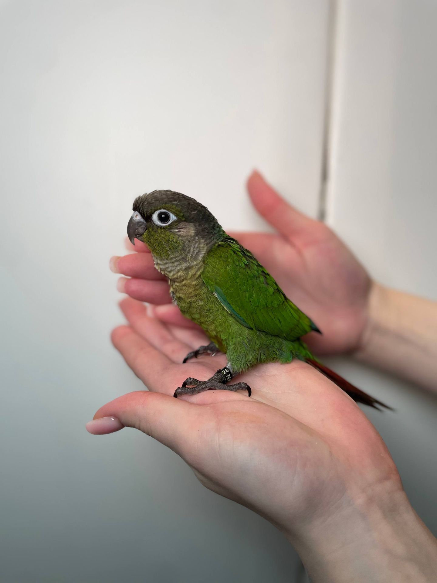 Ручні малюки пірура, пірури різних забарвлень, окільцьовані малюки