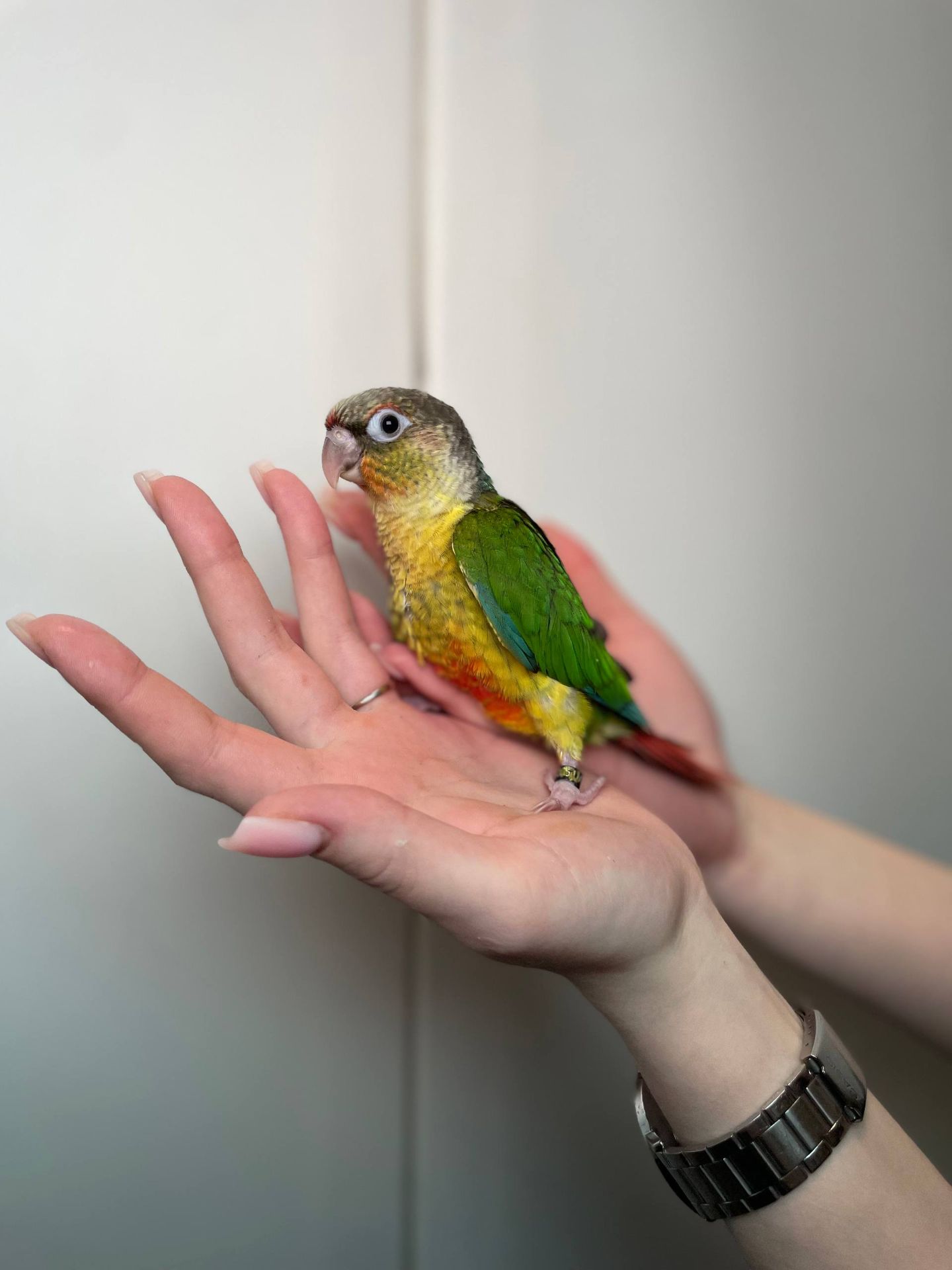 Пірура різних забарвлень, дуже лагідні окільцьовані малюки з ДНК тестами, ручні пірури