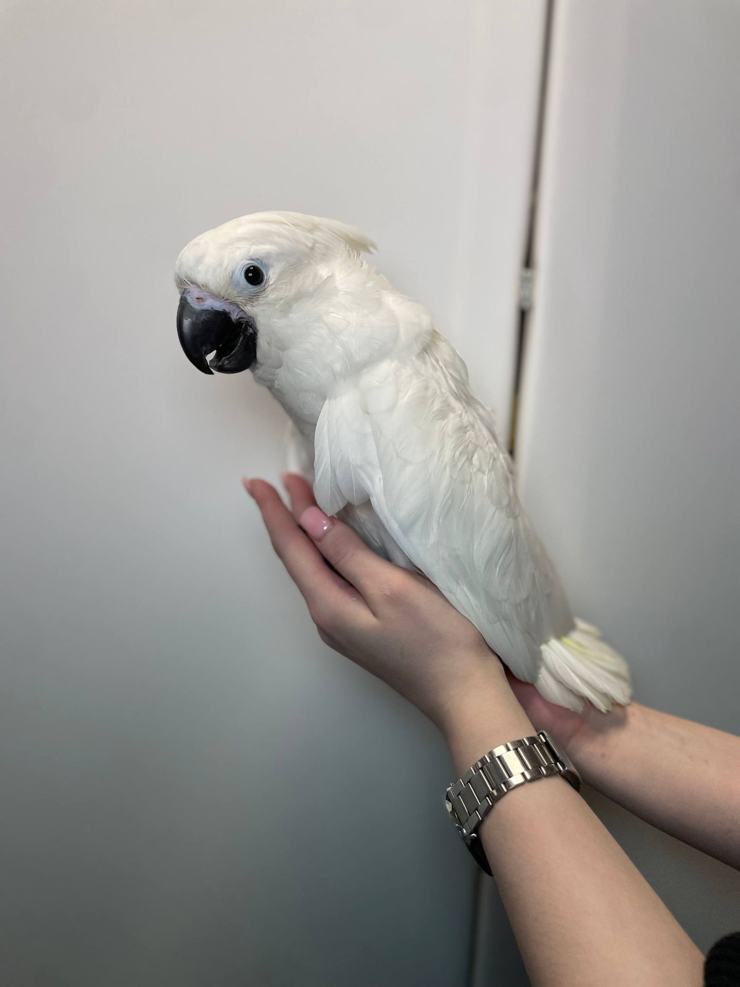Какаду альба, білий какаду, ручний викормиш какаду, папуга з документами та кільцем