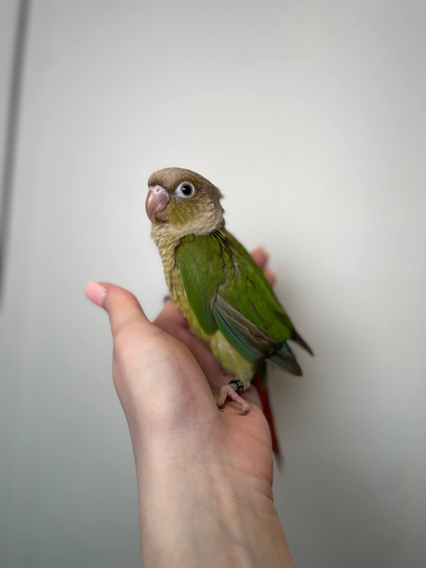 Пірура різних забарвлень, дуже лагідні окільцьовані малюки з ДНК тестами, ручні пірури