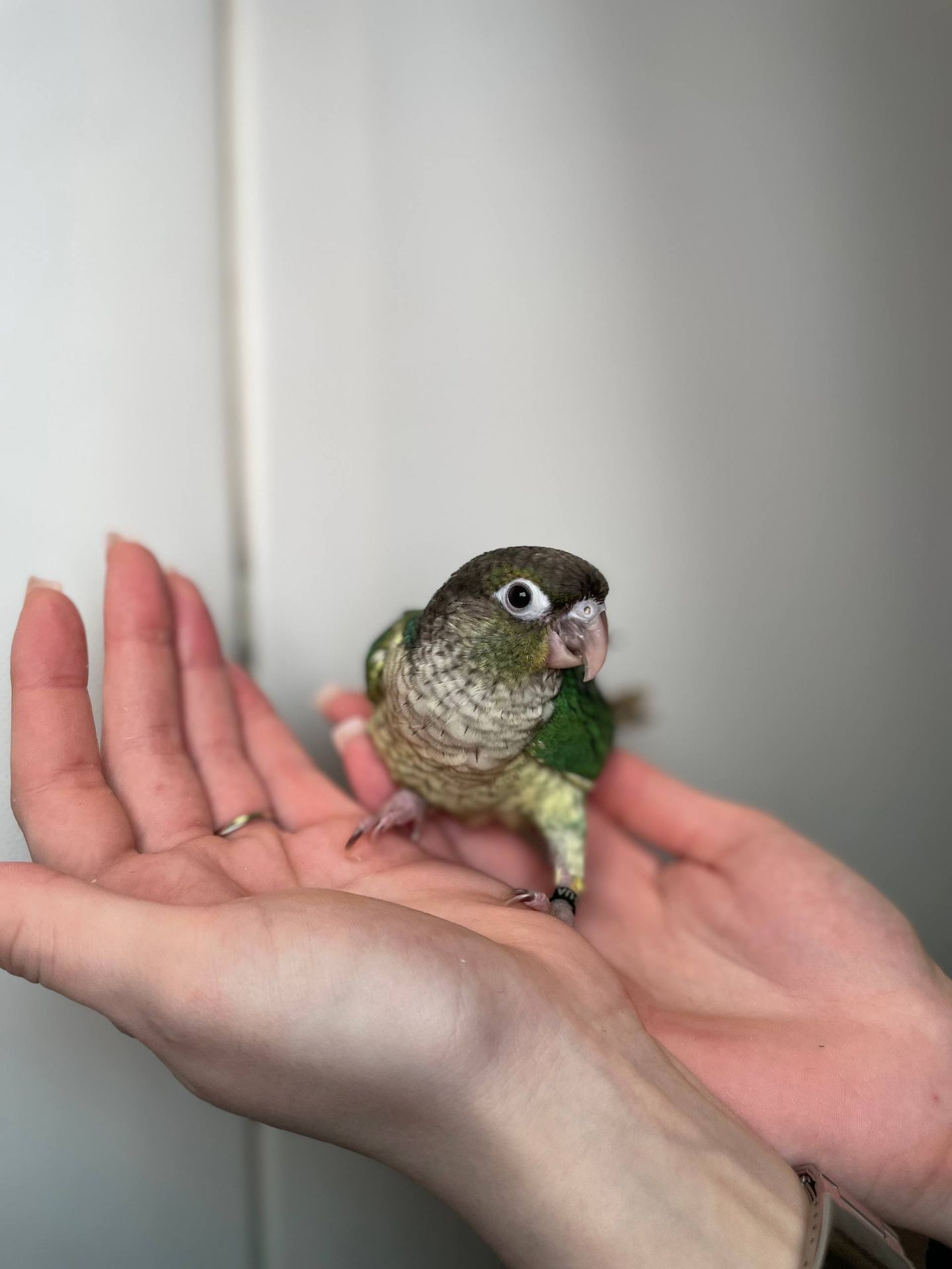 Ручні малюки пірура, пірури різних забарвлень, окільцьовані малюки