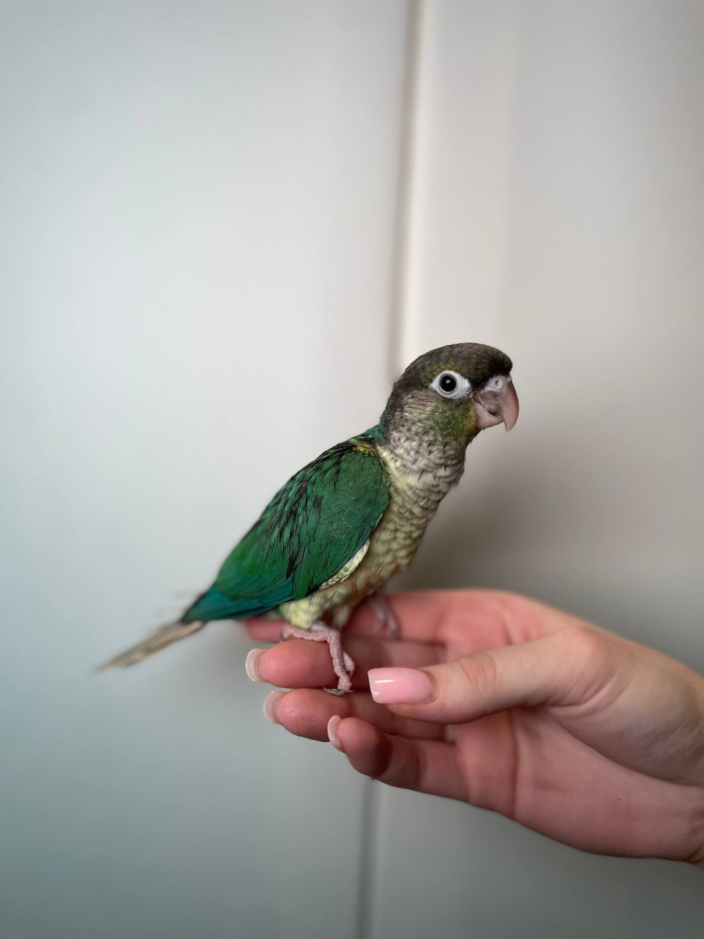 Пірура різних забарвлень, дуже лагідні окільцьовані малюки з ДНК тестами, ручні пірури