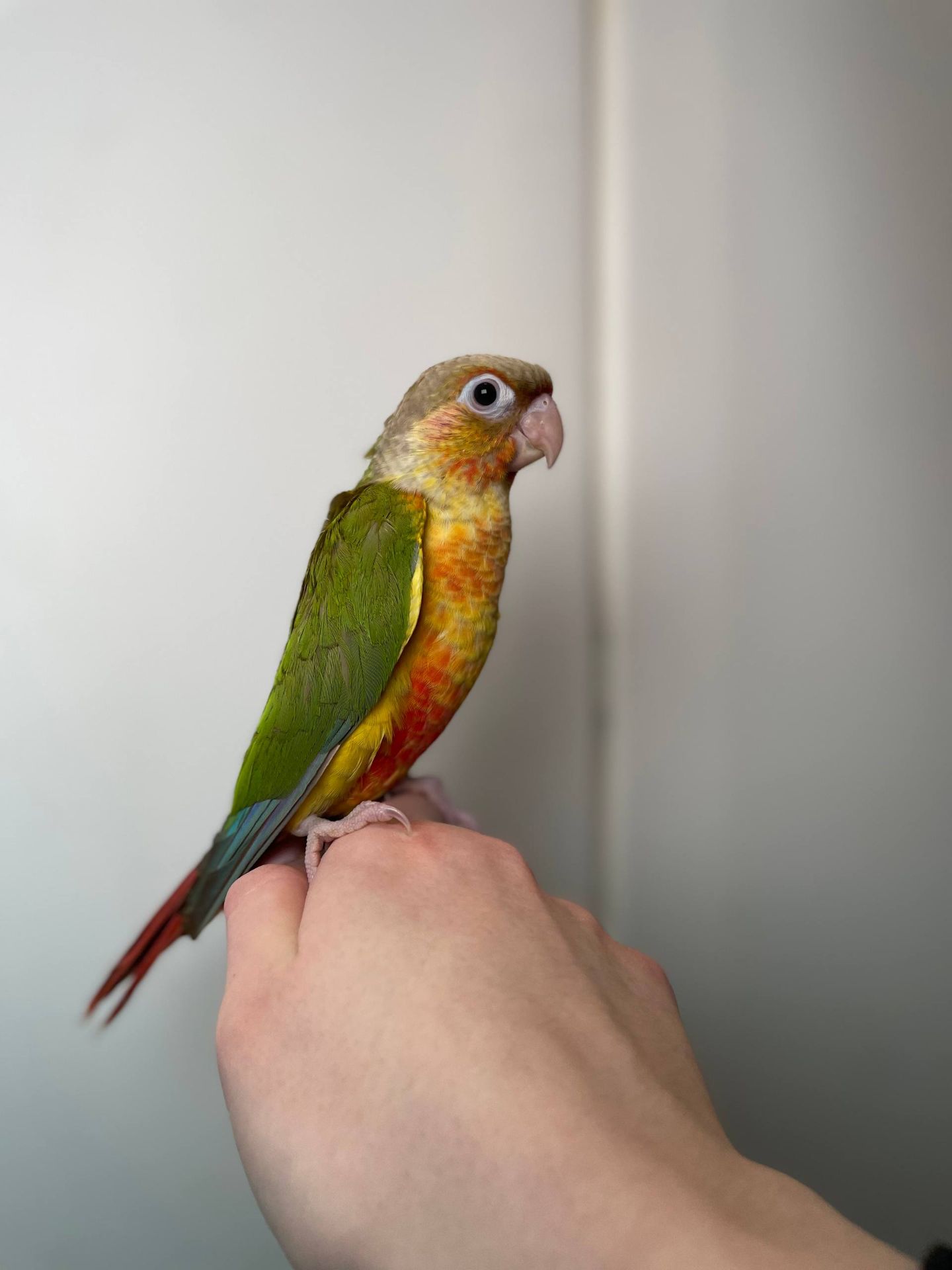 Пірура різних забарвлень, дуже лагідні окільцьовані малюки з ДНК тестами, ручні пірури