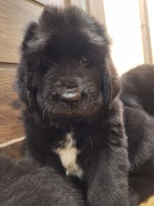 Ньюфаундленд цуценята КСУ -FCI