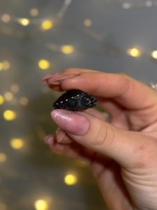 Найменша черепаха в світі-мускусна черепаха