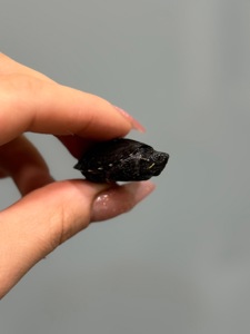 Найменша черепаха в світі-мускусна черепаха