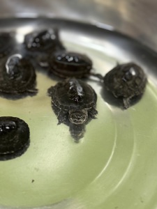 Найменша черепаха в світі-мускусна черепаха