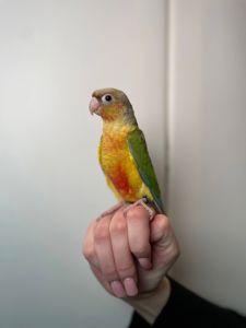 Ручні малюки пірура, пірури різних забарвлень, окільцьовані малюки