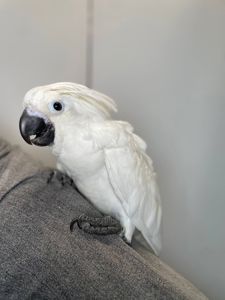 Какаду альба, білий какаду, ручний викормиш какаду, папуга з документами та кільцем