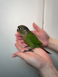 Ручні малюки пірура, пірури різних забарвлень, окільцьовані малюки