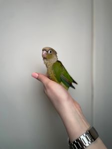 Ручні малюки пірура, пірури різних забарвлень, окільцьовані малюки