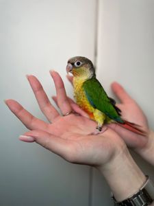 Ручні малюки пірура, пірури різних забарвлень, окільцьовані малюки